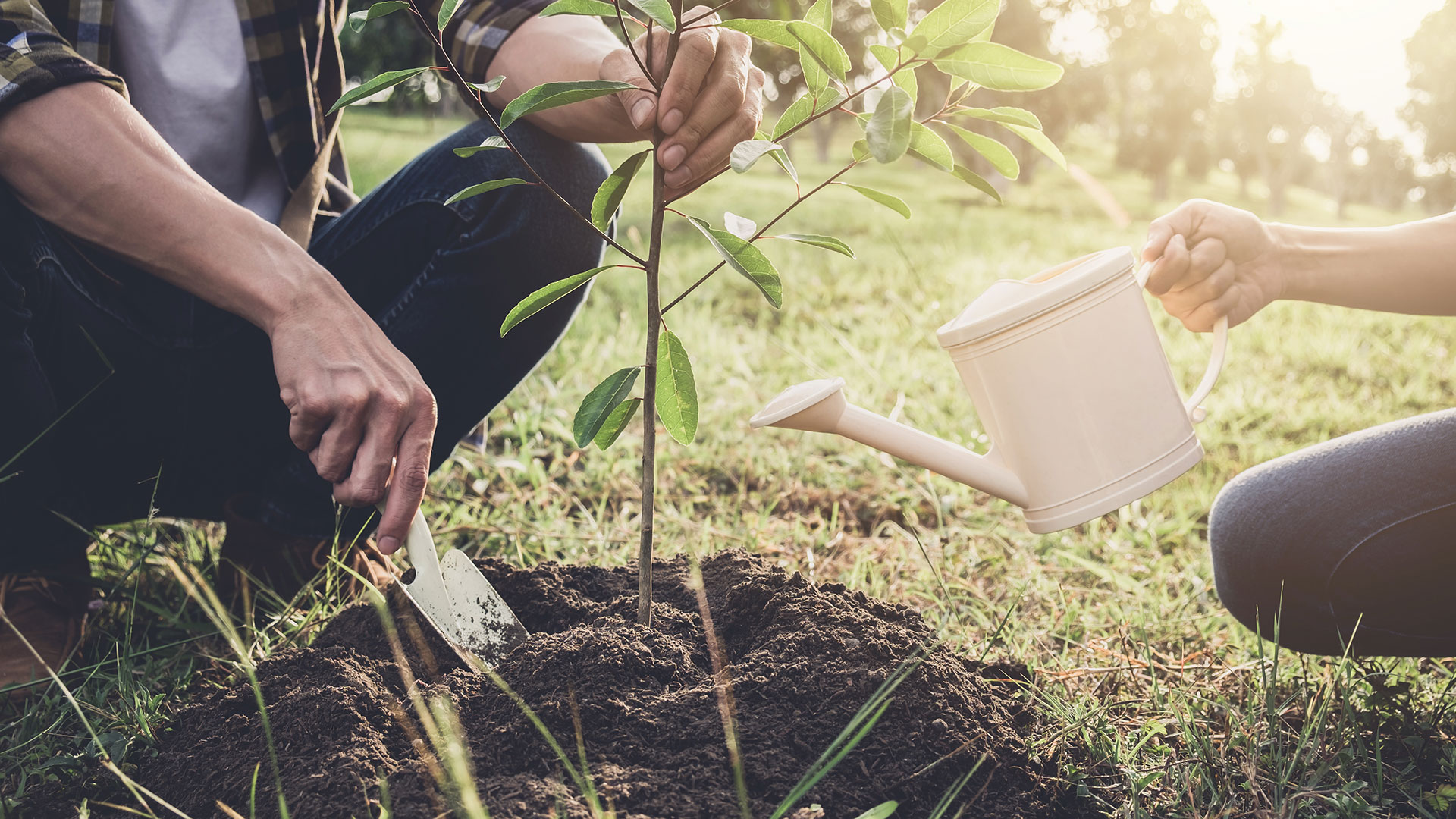 Howtobasic Reverse Plant Tree How to Easily Plant Trees and Reverse Climate Change – Cycle Trend